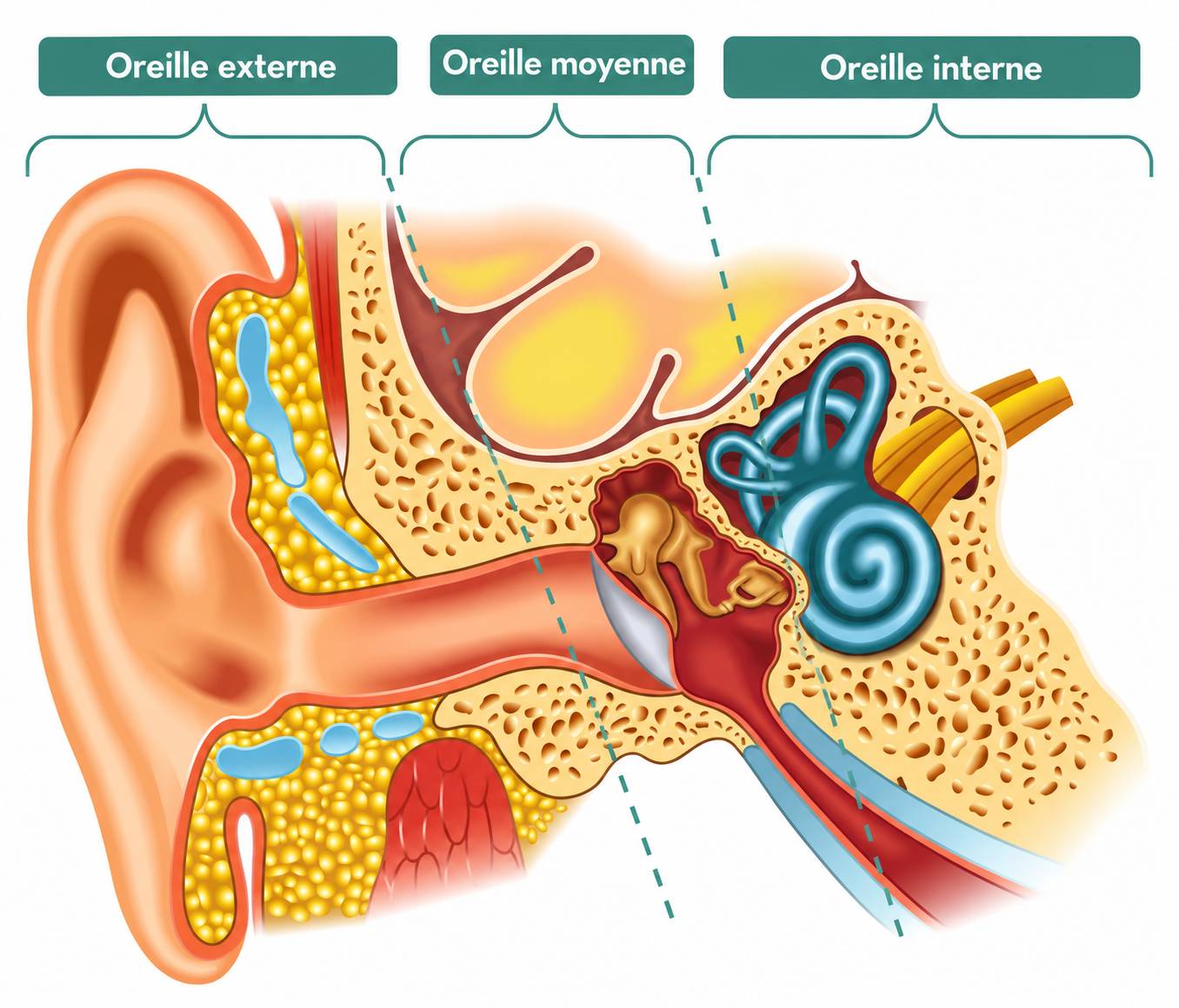 OREILLE